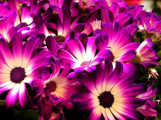 紫色和白色的花,雏菊高清壁纸的照片