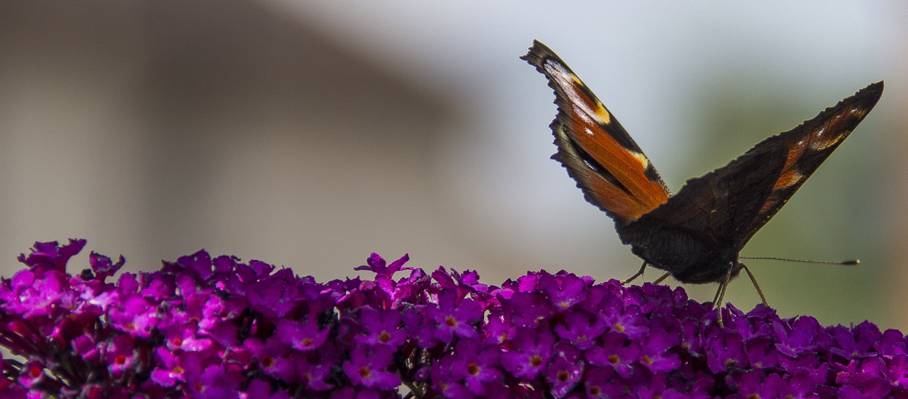 棕色和黑色的帝王蝶栖息在紫色豹花,蝴蝶布什高清壁纸