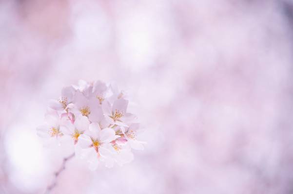 樱花,白,小枝,花瓣,开花,樱桃,粉红色