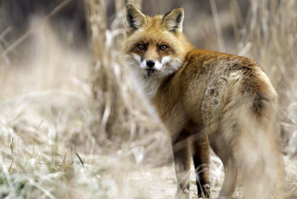 狐狸选择性焦点照片,红狐狸高清壁纸