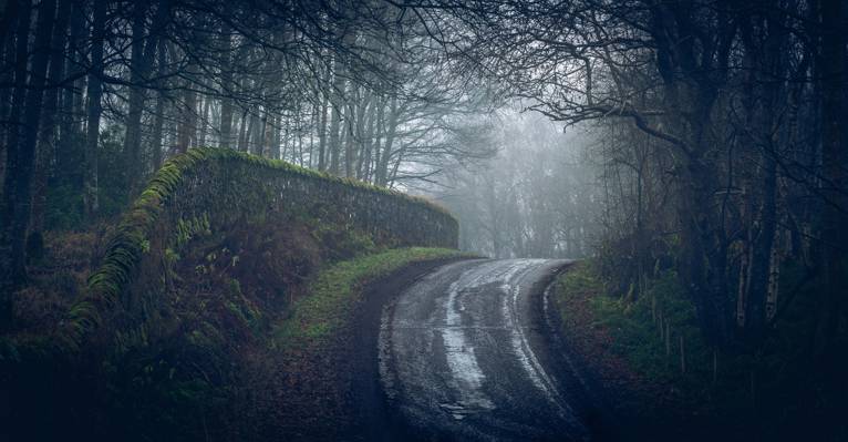 森林,路,雾