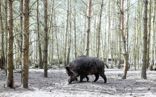 壁纸野猪,森林,性质