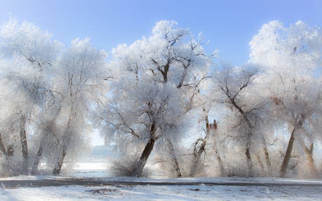 弗罗斯特,树木,雪,冬天