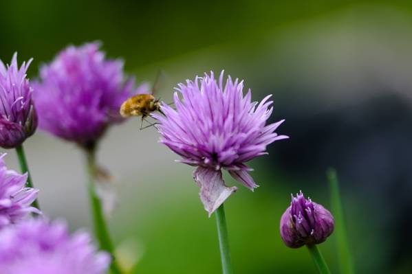 紫色葱属植物高清壁纸吸吮花蜜的黄色蜜蜂