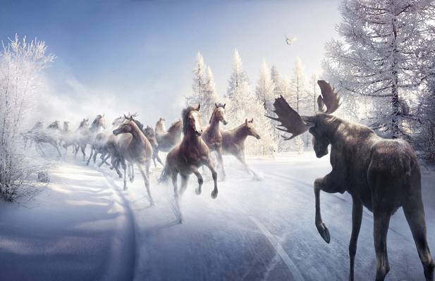 树,驼鹿,雪,鸟,冬天,路,马