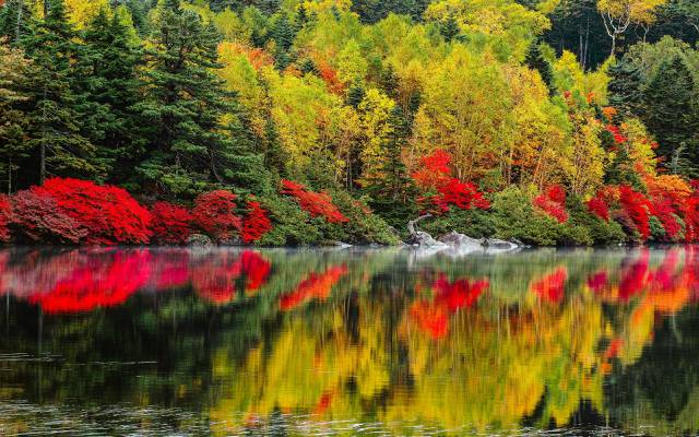 湖,景观,性质,树木,秋季,森林