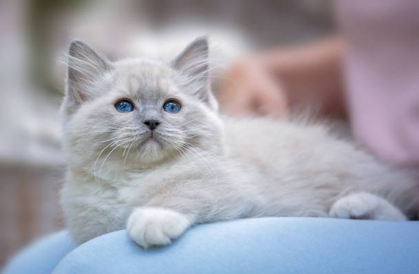 布娃娃,蓝色的眼睛,小猫