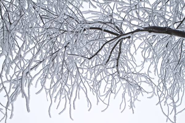 树覆盖着雪高清壁纸