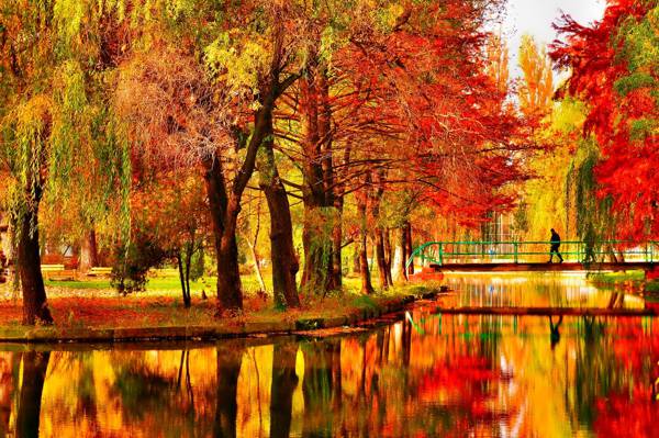 池塘,树木,公园,桥,秋天
