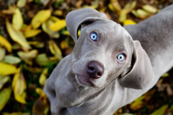 狗,看,叶子,眼睛,蓝色,weimaraner,看起来