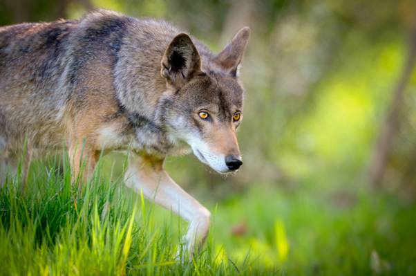 选择性焦点的灰色土狼,红狼高清壁纸的照片