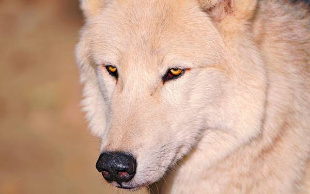 狼,白色,鼻子,眼睛