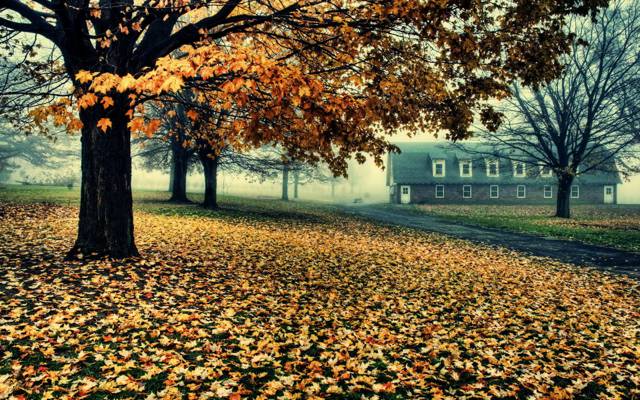 路,叶子,房子,秋天,树木
