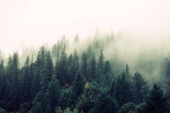 性质,森林,树,雾高清壁纸
