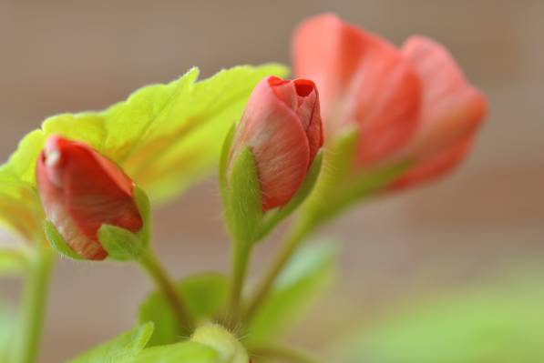 三朵红色的花,天竺葵高清壁纸的特写照片