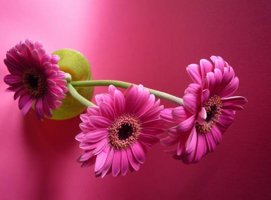 鲜花,非洲菊,粉红色的背景
