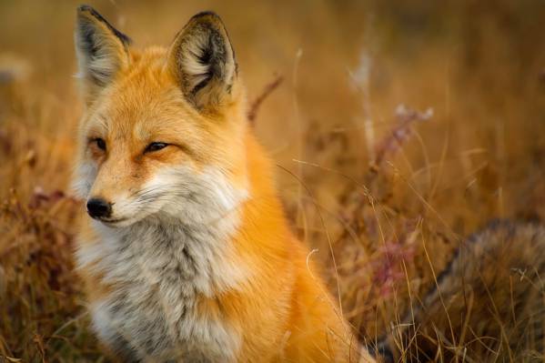 橙色的狐狸棕色草地上焦点照片高清壁纸