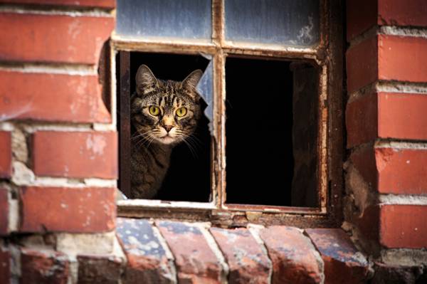 看,房子,窗口,猫