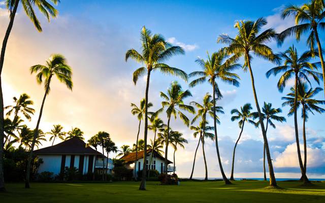 夏威夷,棕榈,夏天,太平洋,考艾岛,树