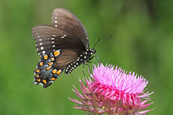 棕色飞过的蝴蝶授粉粉红色的花,spicebush,燕尾高清壁纸