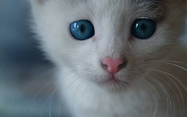 猫,小胡子,枪口,蓝色的眼睛,小猫,脸,猫