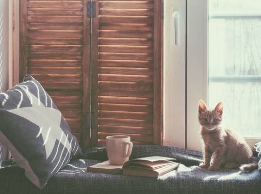猫,书,床,枕头,猫咪,窗口,马克杯,房间,猫