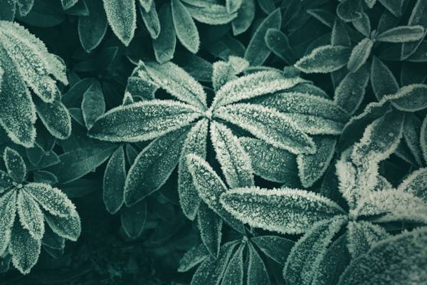 多雪的绿叶植物在特写镜头摄影高清壁纸