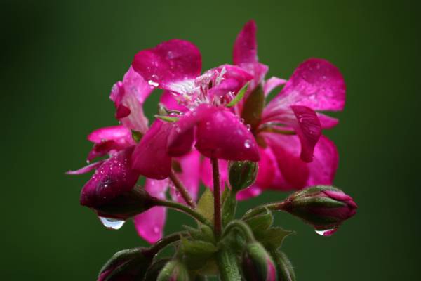 粉红色天竺葵花在水中的浅焦点摄影下降高清壁纸