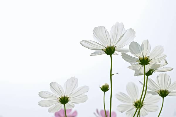 低角度拍摄的白色花瓣高清壁纸