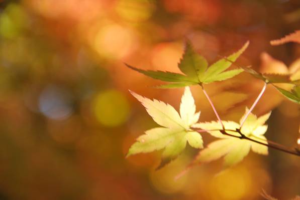 棕色的叶子高清壁纸的特写照片