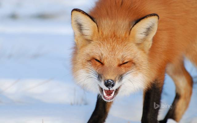 加拿大,狐狸,咧嘴笑,冬天
