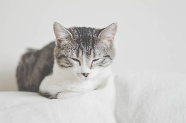 午睡猫高清壁纸的选择性焦点