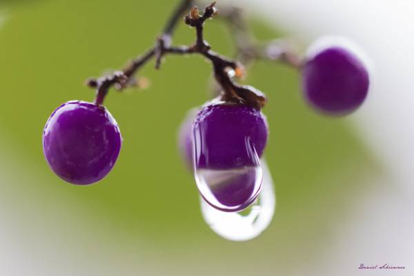 在圆紫色的水果上的露珠高清壁纸
