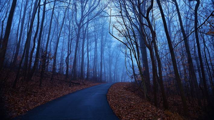 早晨,雾,路,树,叶子,森林,黎明,蓝色,秋天