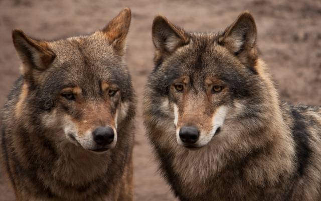 对,灰色,两只,狼