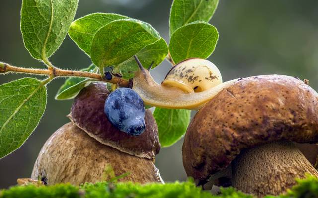 浆果,蘑菇,草,蜗牛,蓝莓,蘑菇,宏