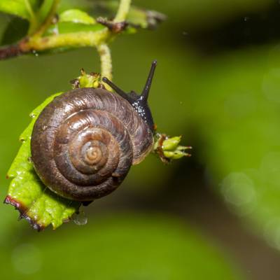 棕色的蜗牛上绿叶特写摄影高清壁纸