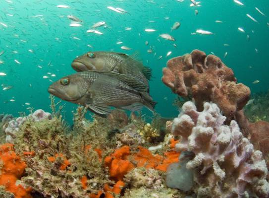 学校的鱼附近多彩多姿的海珊瑚高清壁纸的水下摄影