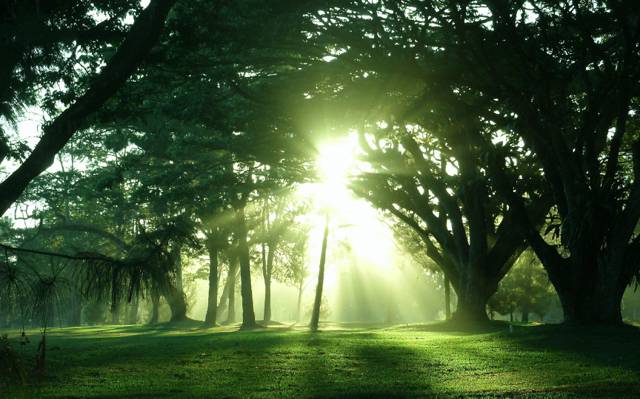 太阳,树木,光线,大自然