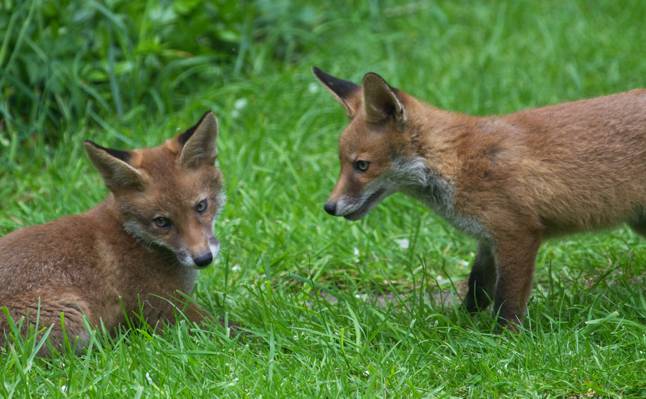 两个棕色的狐狸在绿色的草地上,狐狸高清壁纸
