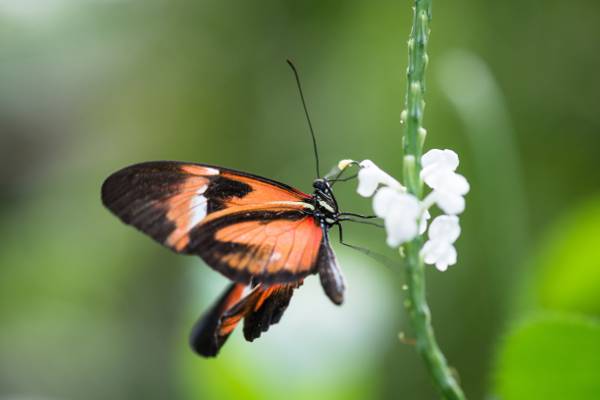 选择性摄影的橙色和黑色的蝴蝶,在白色的豹花高清壁纸