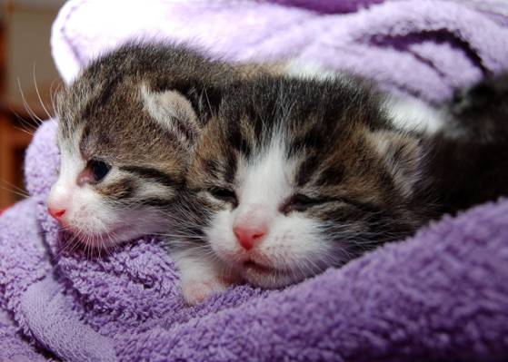两个棕色虎斑小猫上紫色纺织高清壁纸