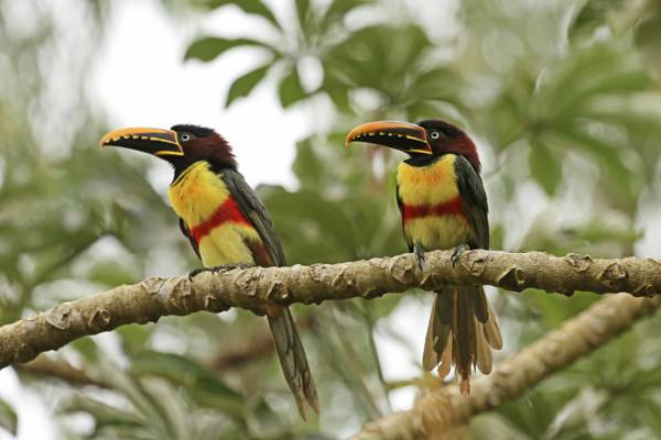 鸟,森林,夫妇,栗子耳Aracari