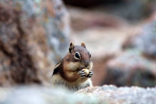 棕色的松鼠,拿着一张食物的照片,埃斯蒂斯公园,科罗拉多州高清壁纸