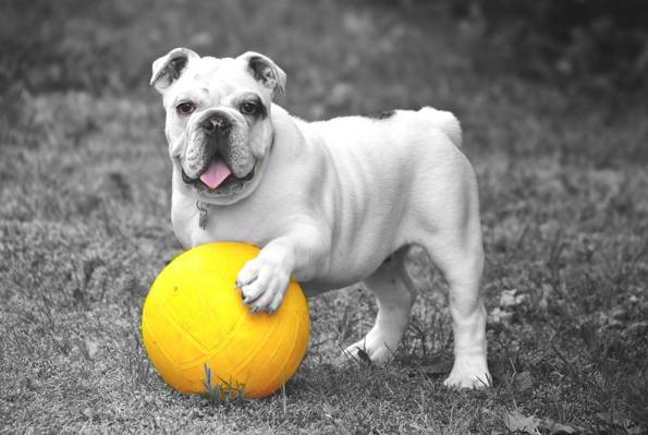 英语牛头犬与黄色的球在选择性的彩色摄影高清壁纸