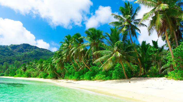 海,棕榈树,热带地区,海滩,性质