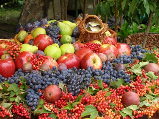 卡利纳,浆果,收获,水果,梨,李子,葡萄,苹果