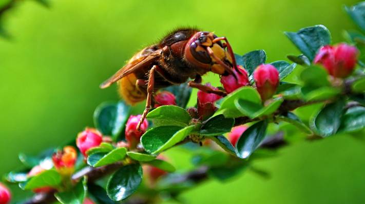 巨型欧洲大黄蜂栖息在粉红色和绿色的花朵高清壁纸