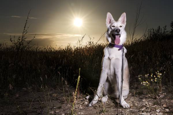 狗,日落,西伯利亚雪橇犬