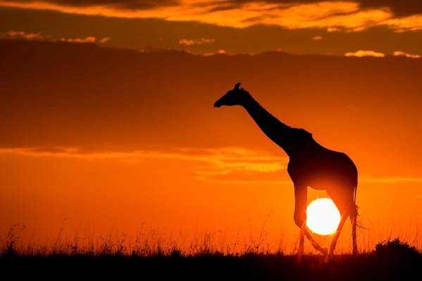 非洲,自然,太阳,萨凡纳,日落,长颈鹿